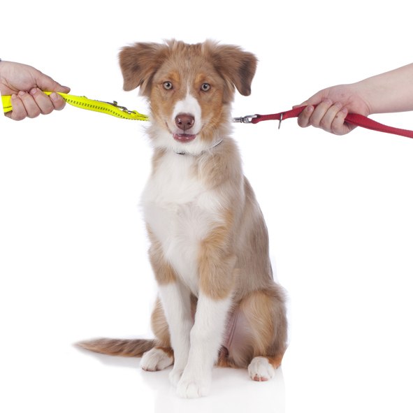 A medium-sized, tan and white Australian Shepherd puppy sits calmly while two hands pull on its yellow and red leashes in opposite directions.